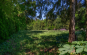 Grundstück - Traumgrundstück am Waldrand von Heilshorn mit ca. 2.595 m² für Ihr exklusives Einfamilienhaus