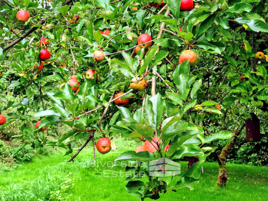 Obstbaum